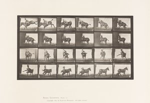 Placa 661. Mula; A, B, A Rute Animal Refratária de Eadweard Muybridge