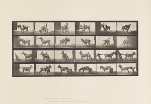 Placa 662. Mula; A, B, A Denver Animal Refratário de Eadweard Muybridge