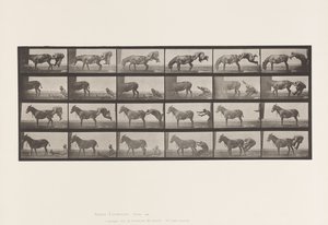 Placa 663. Mula; A, B, A Denver Animal Refratário de Eadweard Muybridge
