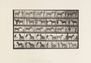 Placa 664. Mula; Vários desempenhos; em uma mesa, etc. de Eadweard Muybridge