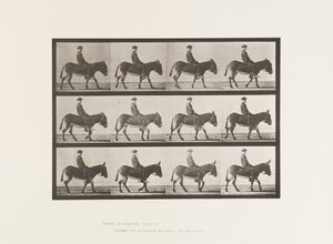 Placa 665. Asno; Caminhada; Bareback; um Rapaz a Montar, Jennie de Eadweard Muybridge