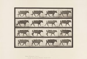 Placa 669. Boi; Caminhada de Eadweard Muybridge