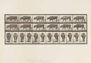 Placa 670. Boi; Caminhada de Eadweard Muybridge