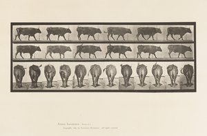 Placa 671. Boi; Caminhada de Eadweard Muybridge