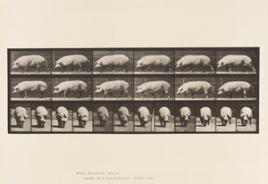 Placa 673. Semear; Andar a pé de Eadweard Muybridge