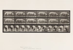 Placa 674. Semear; Andar a pé de Eadweard Muybridge