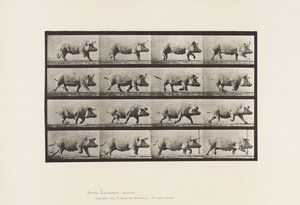 Placa 675. Semear; Trotar de Eadweard Muybridge