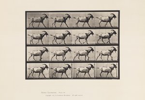 Placa 676. Cabra; Caminhada de Eadweard Muybridge