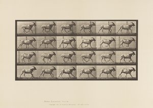 Placa 679. Cabra; Galopante de Eadweard Muybridge