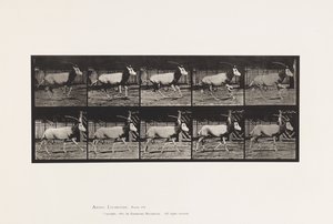 Placa 680. Orex; Galloping de Eadweard Muybridge