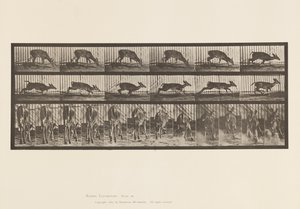 Placa 681. Veado da Virgínia; (Sem Chifres) Corço Caminhando de Eadweard Muybridge