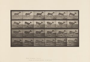 Placa 683. Veado da Virgínia; (Sem Chifres); Corço; Galopante de Eadweard Muybridge