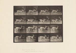 Placa 684. Veado de Poupa; A, Buck e Doe; B, Two Does; Trotting de Eadweard Muybridge