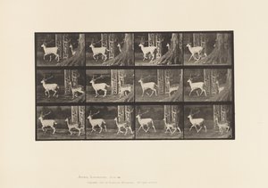Placa 685. Veado de Poupa; Corço e Corça; Trote de Eadweard Muybridge