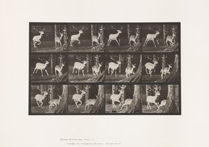 Placa 686. Veado de Poupa; Corço e Corça; Galopar de Eadweard Muybridge