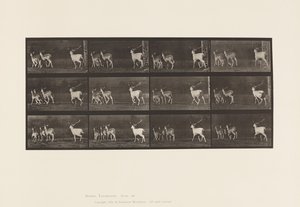 Placa 687. Veado de Poupa; Corço e Grupo de Fazes; Galopar de Eadweard Muybridge