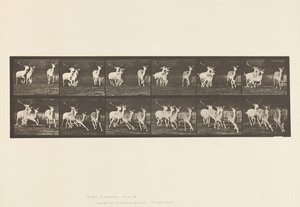 Placa 688. Veado de Poupa; Buck e Grupo de Fazes; Galloping de Eadweard Muybridge