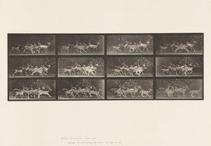 Placa 690. Veado de Poupa; Corço e Grupo de Fazendas; Vários Movimentos de Eadweard Muybridge