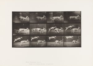 Prato 691. Veado de Poupa; Corça; Galopante; e Garoto; Salto de Eadweard Muybridge