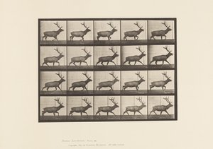 Prato 692. Alce, Trotting de Eadweard Muybridge