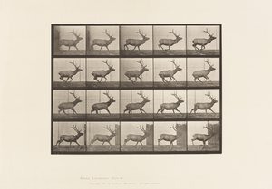 Placa 693. Alce, galopando. de Eadweard Muybridge