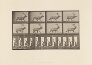 Prato 694. Alce, Galopante de Eadweard Muybridge