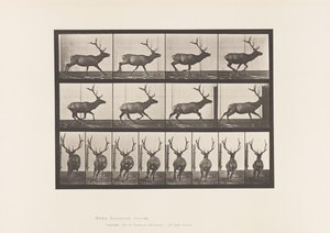 Placa 695. Alce, Galopante de Eadweard Muybridge