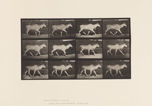 Placa 696. Eland, Trotting de Eadweard Muybridge
