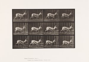 Placa 697. Antílope; Trote de Eadweard Muybridge