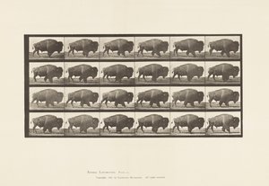 Placa 699. Búfalo; Caminhada de Eadweard Muybridge