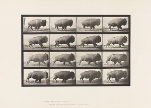 Placa 700. Búfalo; Galopante de Eadweard Muybridge
