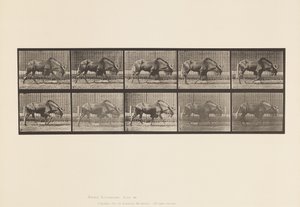 Placa 701. Gnu; Caminhando de Eadweard Muybridge