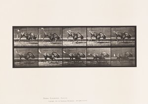 Placa 702. Gnu; Bucking e Galloping de Eadweard Muybridge