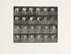 Prato 703. Cão; Caminhada; Mastim Interrompido de Eadweard Muybridge