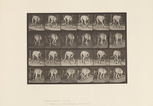 Prato 704. Cão; Caminhada; Maçarico de Eadweard Muybridge