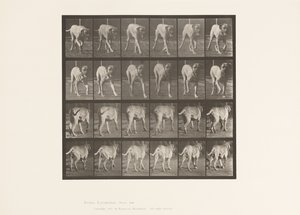 Placa 705. Cão; Trotador; Maçarico de Eadweard Muybridge