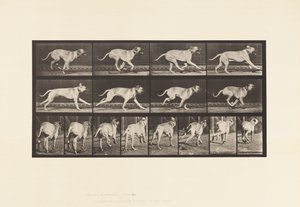 Placa 707. Cão; Galopante; Maçarico de Eadweard Muybridge