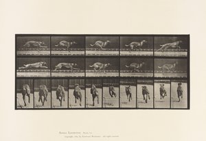 Placa 708. Cão; Galopante; Brown Racing Hound de Eadweard Muybridge