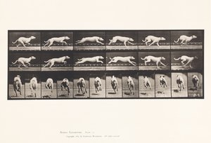 Prato 709. Cão; Galloping; White Racing Hound Maggie de Eadweard Muybridge