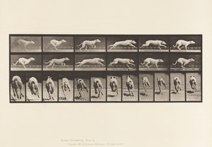 Placa 710. Cão; Galloping; White Racing Hound Maggie de Eadweard Muybridge