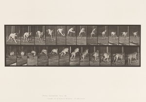 Placa 712. Cão; Jumping Hurdle; Mastiff, Dread de Eadweard Muybridge