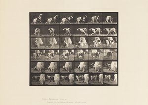 Placa 713. Cão; Virar ao contrário, etc; Setter Kate de Eadweard Muybridge