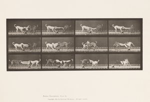 Placa 715. Cães; Três, Puxar uma toalha, Ike, Maggie, etc. de Eadweard Muybridge