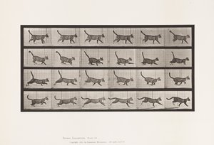 Placa 716. Gato; Caminhada, Mudança para Galloping de Eadweard Muybridge