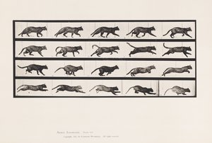 Placa 717. Gato; Trotting; Trotting; Mudança para Galloping de Eadweard Muybridge