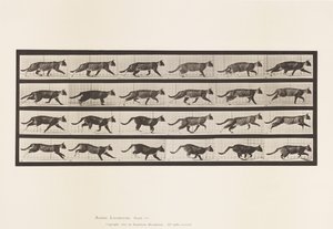 Prato 718. Gato; Trotting; Trotting; Mudança para Galloping de Eadweard Muybridge