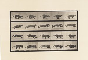 Prato 719. Gato; Galopante de Eadweard Muybridge