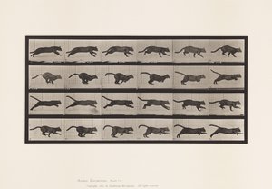 Placa 720. Gato; Galopando de Eadweard Muybridge