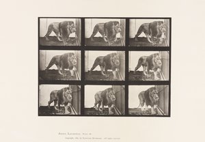 Placa 721. Leão; Caminhada de Eadweard Muybridge