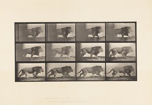 Placa 722. Leão; Caminhada de Eadweard Muybridge
